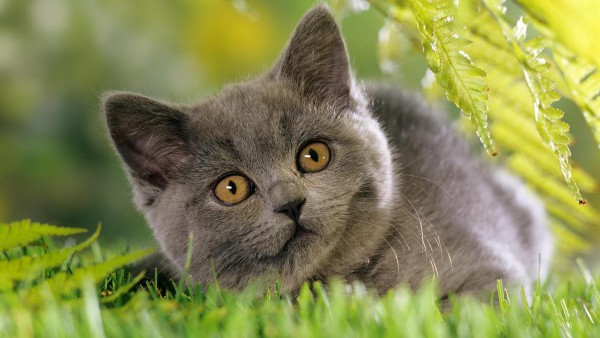 Серая кошка на траве картинки