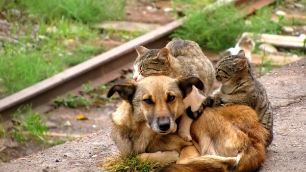 кошки, собаки, обниматься, милашки
