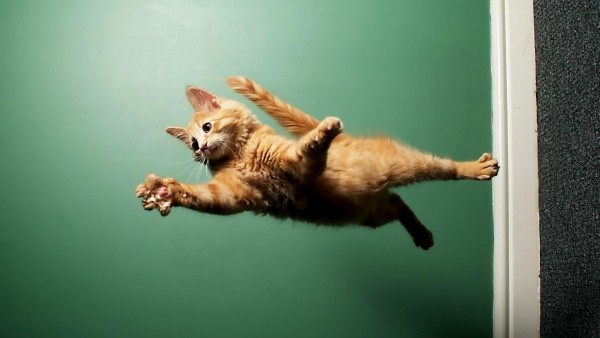 Летающая кошка карате