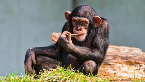 шимпанзе, мышления картинки