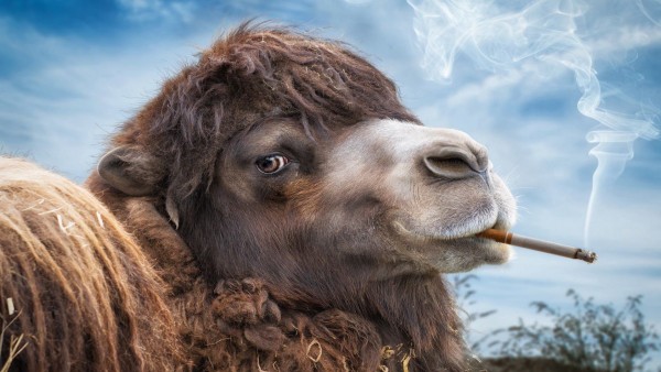 Верблюд с сигаретой