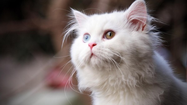 белый кот картинки скачать