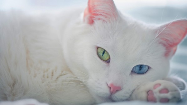 белый кот зеленые голубые глаза