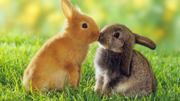 поцелуй кроликов