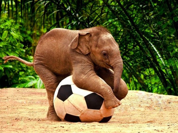 Симпатичный слон малыша младенца играет с футбольным мячом