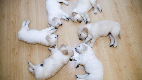 Симпатичные Шесть щенков спят в кругу обои