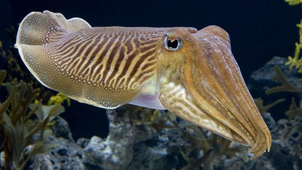 каракатицы рыба под водой океана
