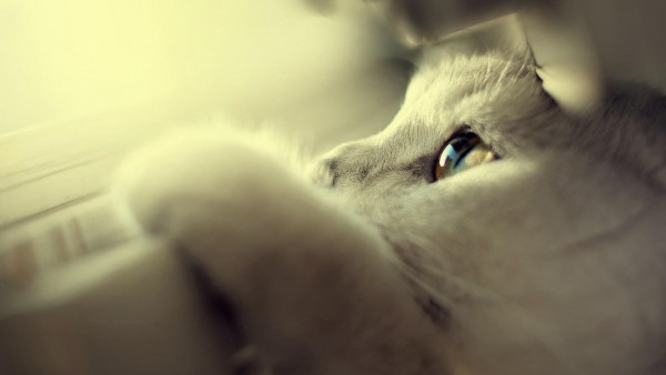 Симпатичная белая кошка голубые глаза заставки на рабочий стол