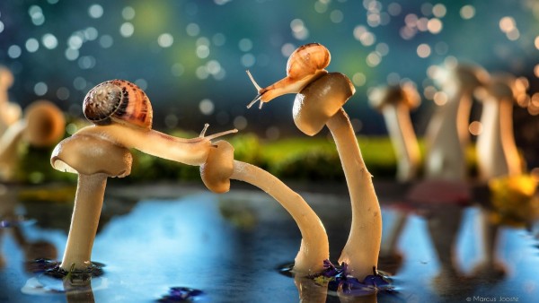 Красивая сказка улитки на грибах в пруду 