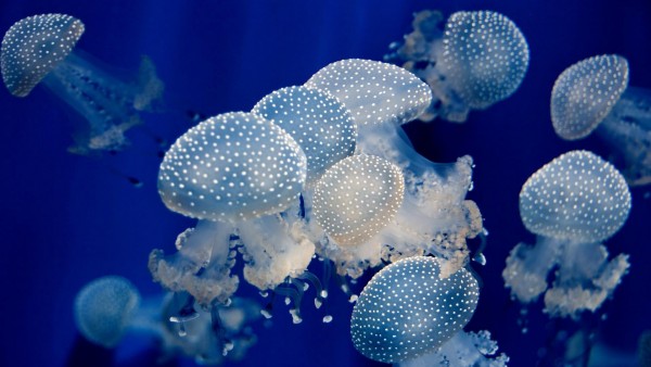 Подводные медузы, море, океан
