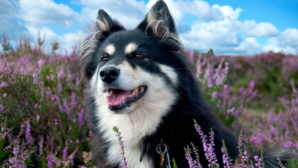 собака, заметили, трава, цветы