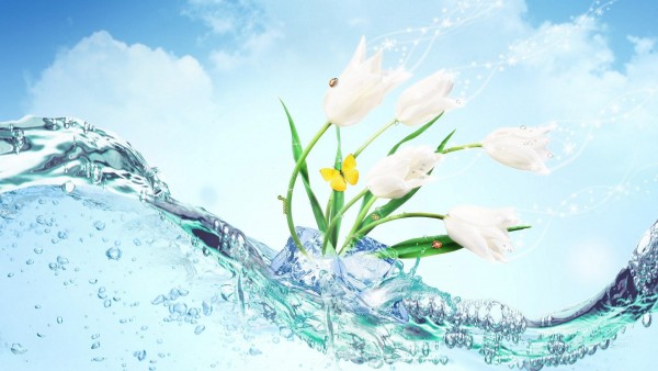 Красивые тюльпаны белого цвета в воде