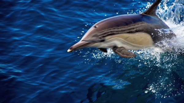 дельфин синее море обои для рабочего стола