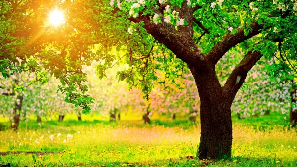 Цветущее дерево яблони весной, зеленая пора
