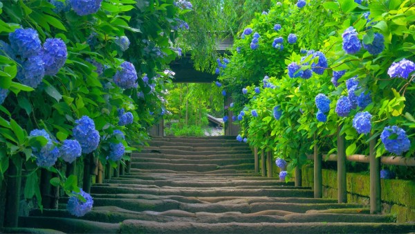 Красивая цветущая зелень на лестнице на улице
