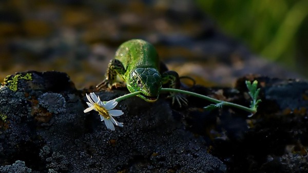 ящерица с цветком