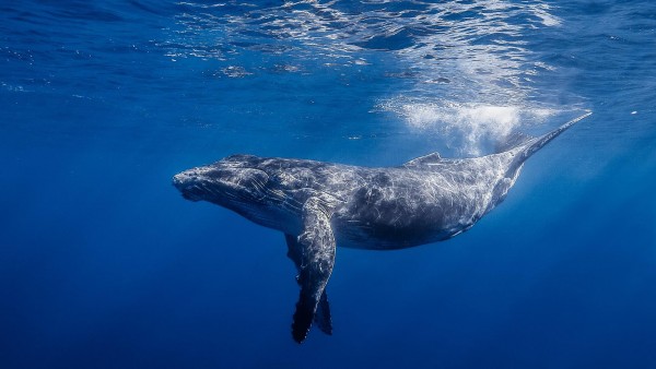 большой кит, подводный мир, обои