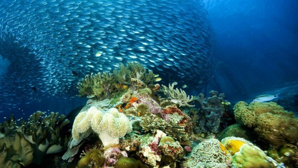 коралл, природа, океан, риф, школа, море, тропический, под водой, обои