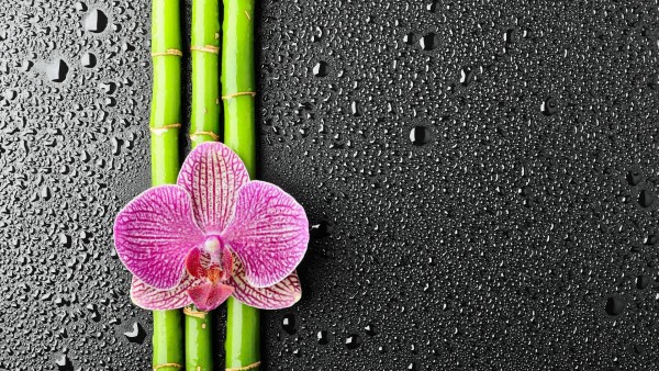 Цветок орхидея на бамбуке обои на рабочий стол