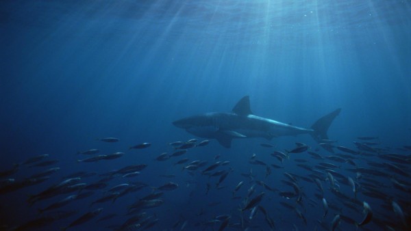 Острова Южная Австралия Нептун Большая белая акула