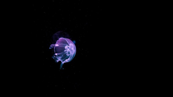 медуза картинки