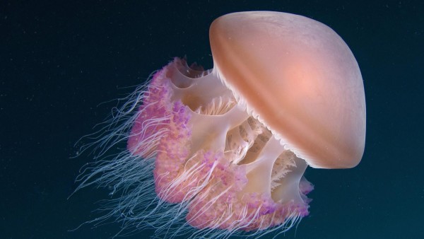 медуза обои