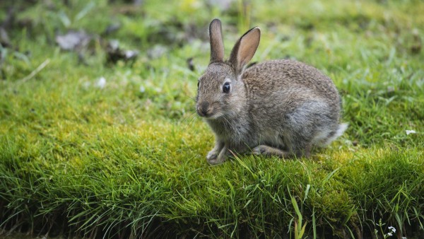 кролик в траве