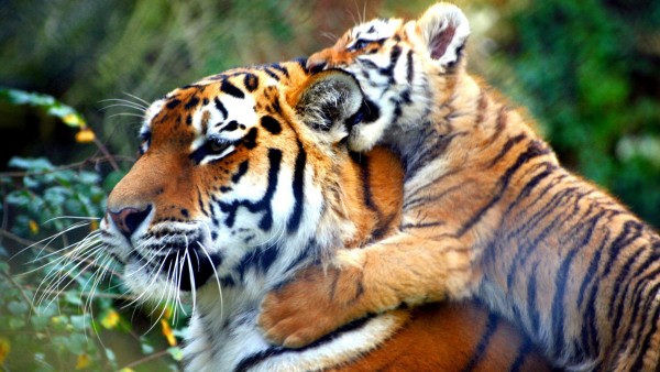 Тигр и тигренок играются картинки