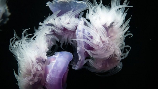 медуза картинки для детей