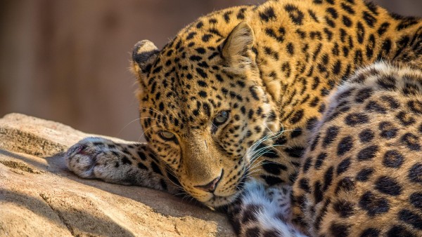 Леопард в зоопарке заставка на рабочий стол