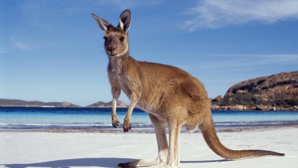 кенгуру на пляже