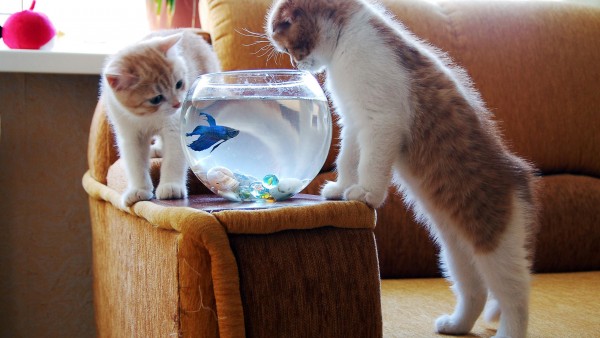котенок ловит рыбу