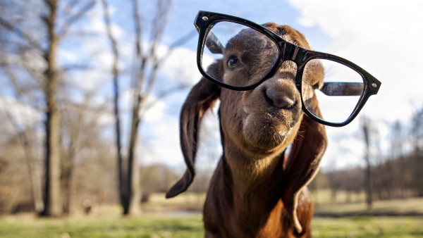 Коза в очках смешные обои на рабочий стол