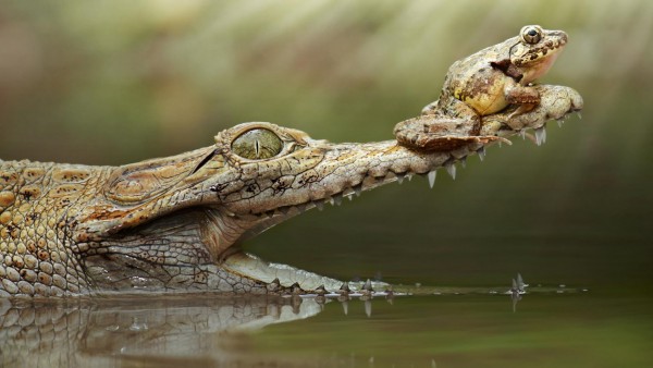 лягушка крокодил