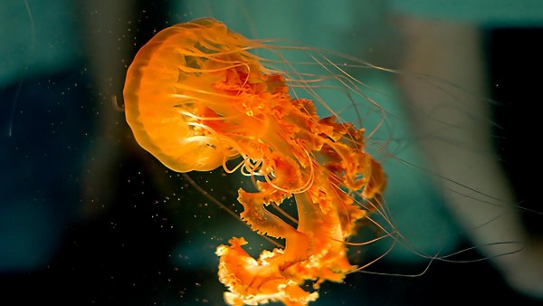 Медуза Подводное фото высокого качества