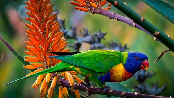 multi color parrot free desktop wallpaper downloads