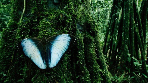 Природа, деревья, насекомые, бабочки, HD, 1080p
