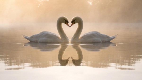 Природа, любовь, птицы, лебеди, сердца, романтика