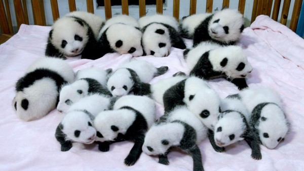 новорожденный детеныш панды, новорожденная панда фото