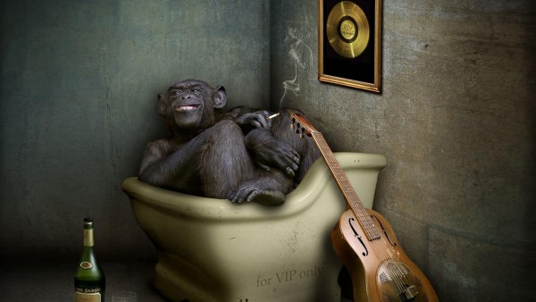 Прикольные обои обезьяны в ванной смешно