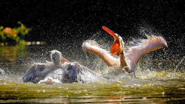 пеликаны, птица, водоплавающая, картинки