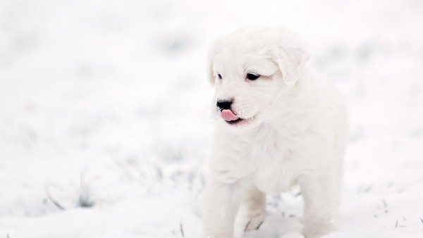 Белая собачка на снегу щеночек фоны