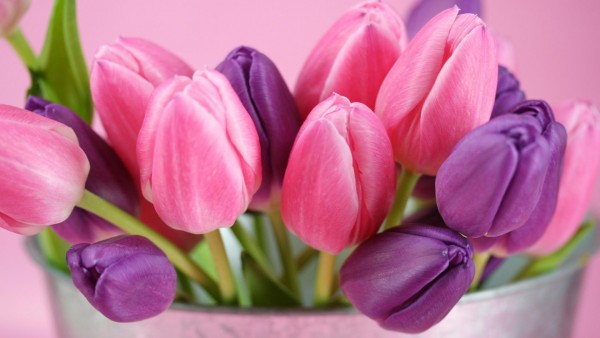 фиолетовые розовые тюльпаны фоны