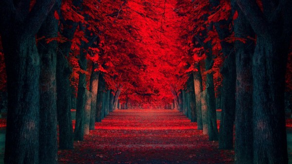 ряд красных деревьев картинки