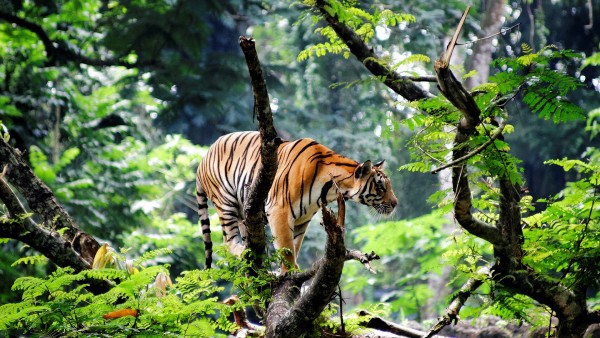 Бенгальский тигр в джунглях картинки