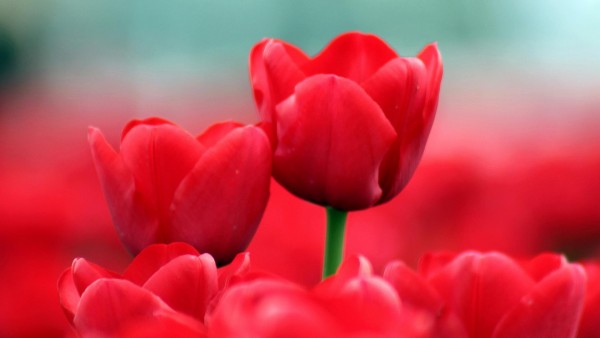 летние красные тюльпаны фоны