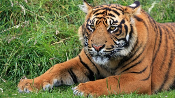 дикий тигр, Суматра, полосатый, обои