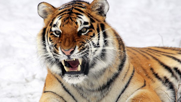 дикий тигр, хищник, клыки, снег, картинки