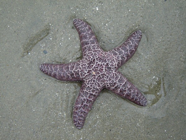Морская звёзда, океан, море, hd, обои, картинки