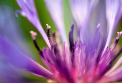 цветок фиолетового цвета макро обои hd